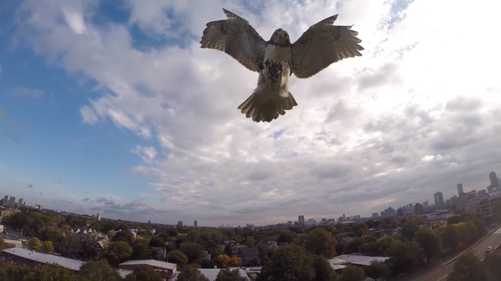 Il falco attacca un Drone (Video)