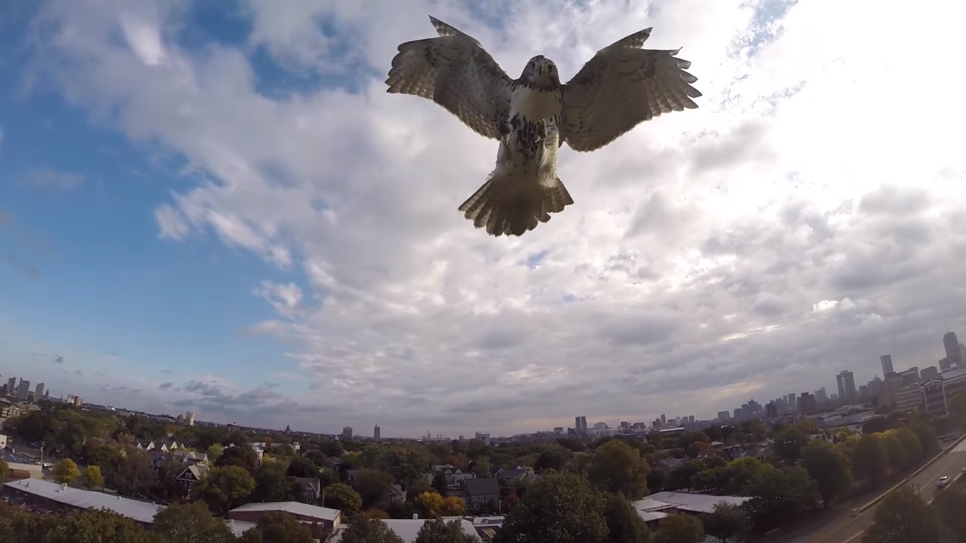 Il falco attacca un Drone (Video)