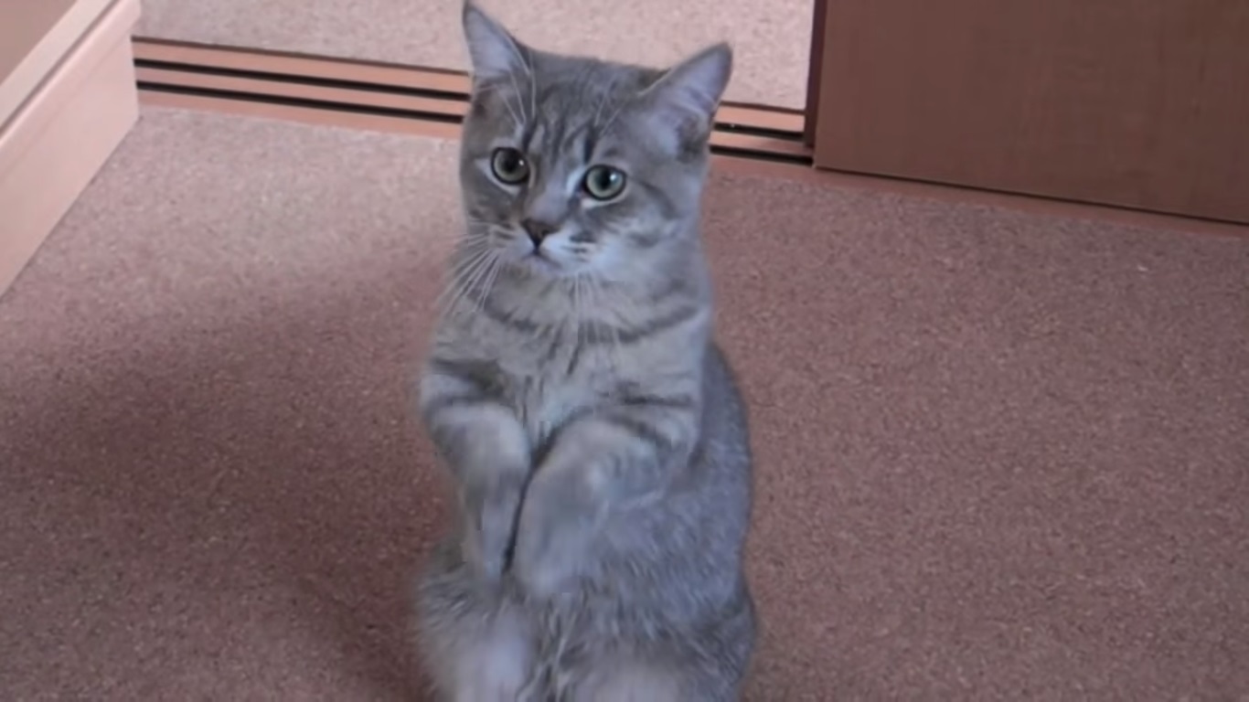 Il gatto che prega per avere da mangiare (Video)