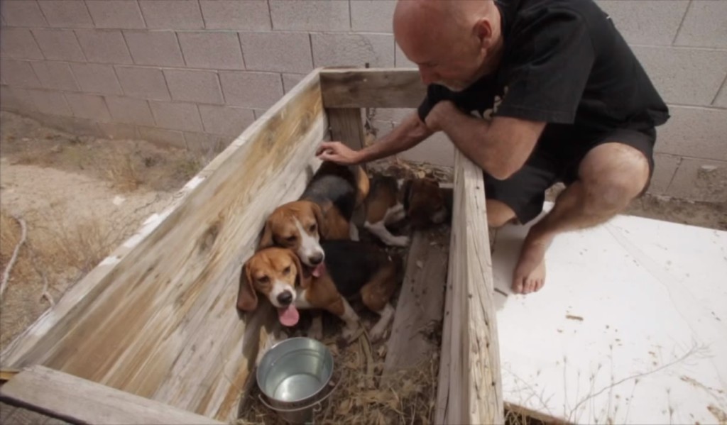 (VIDEO) Beagle salvati dalla vivisezione giocano per la prima volta all'aperto