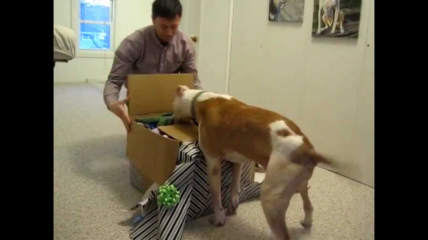 Il cane è malato, il padrone gli regala un ultimo compleanno 'da Re' (Video)