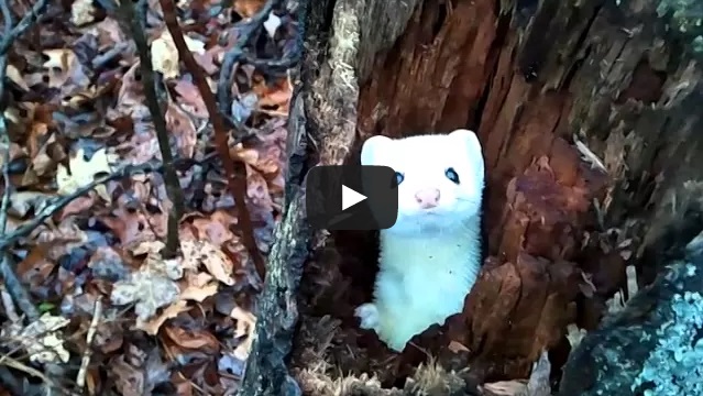 Ermellino 'gioca a nascondino' nel tronco di un albero - (Video)