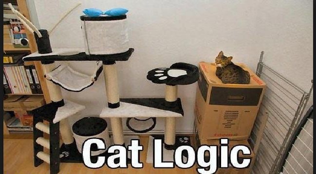 La logica dei gatti - (Video)