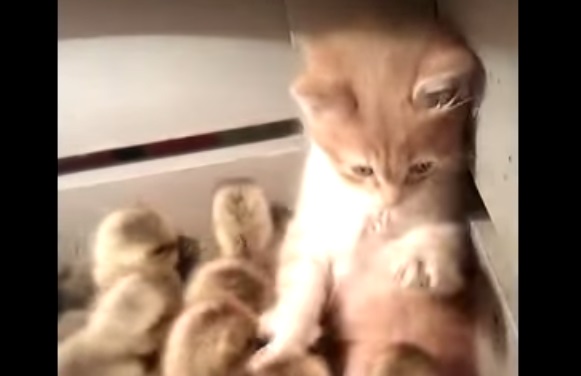 Gattino 'indaga' su una scatola di anatroccoli - (Video)