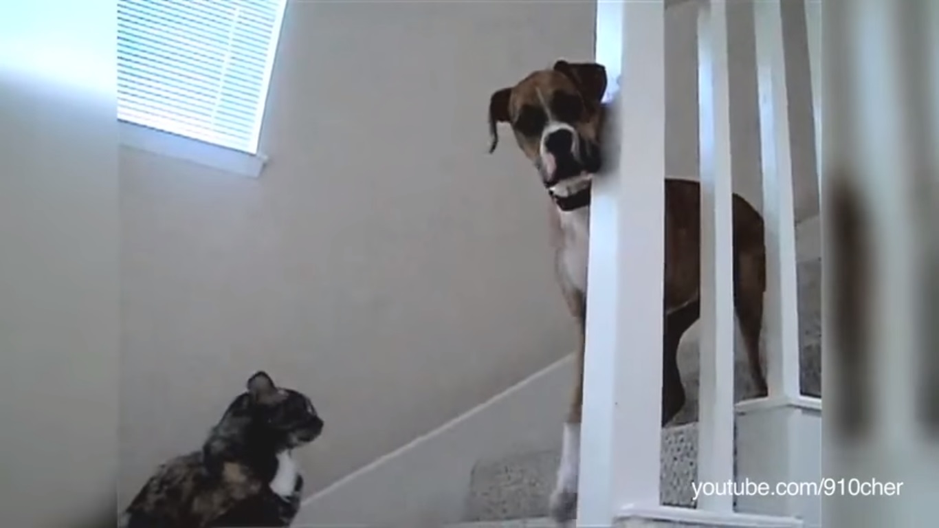 Quando i cani sono terrorizzati dai gatti - (Video)