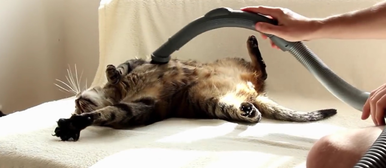 Il gatto che adora essere pulito con l’aspirapolvere (Video)