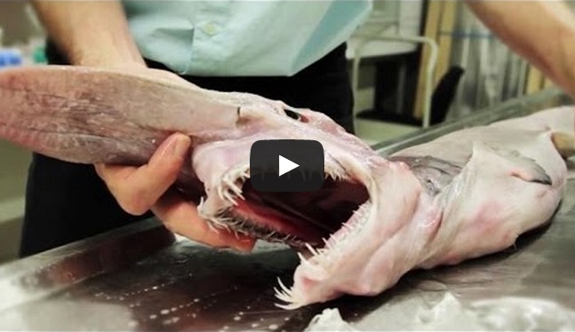 Squalo Goblin, pescato in Australia un “fossile vivente” - (Video)