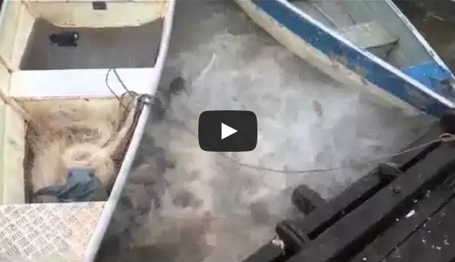 Brasile. Piranha divorano carne in pochi secondi - (Video)