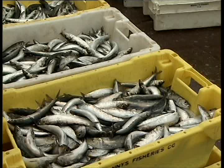 Italia termina scorte di pesce, costretta ad importarlo