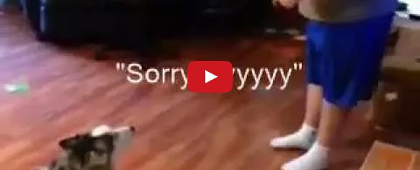 Il cane che chiede perdono al padrone - (Video)