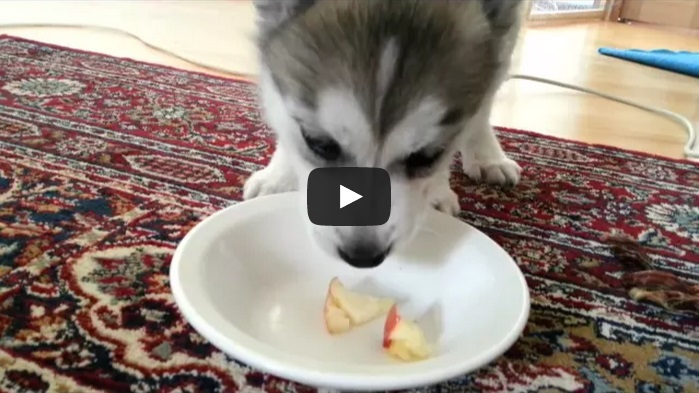 Un cucciolo di husky che ha conquistato il web - (Video)