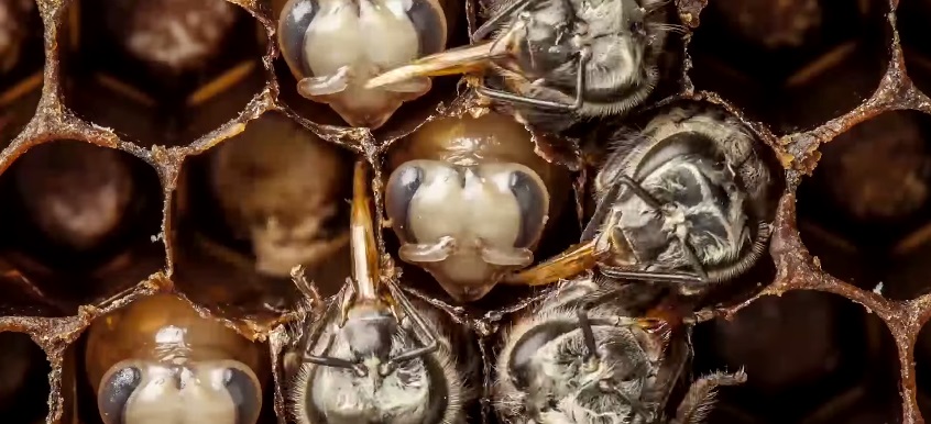 Timelapse: Come nasce un’ape - (Video)