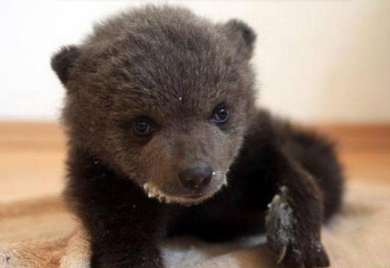 Salvato orso di tre mesi trovato senza mamma