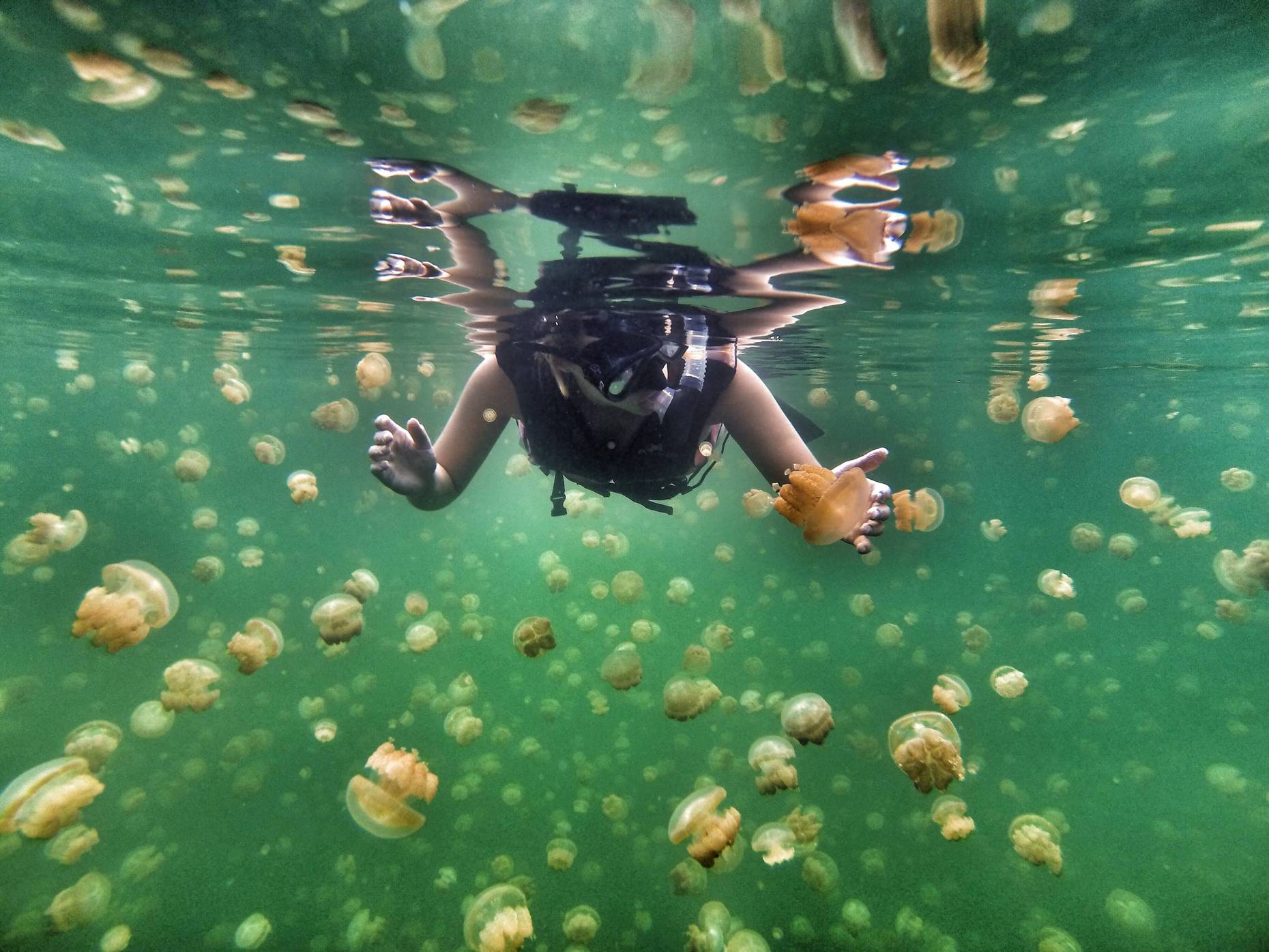 Jellyfish Lake, il lago delle meduse - (Video)