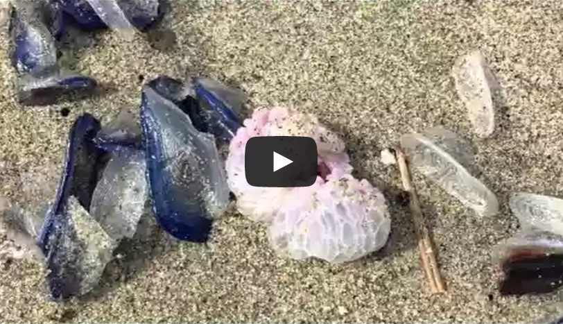 Invasione di meduse blu sulla spiaggia di Ostia - (Video)