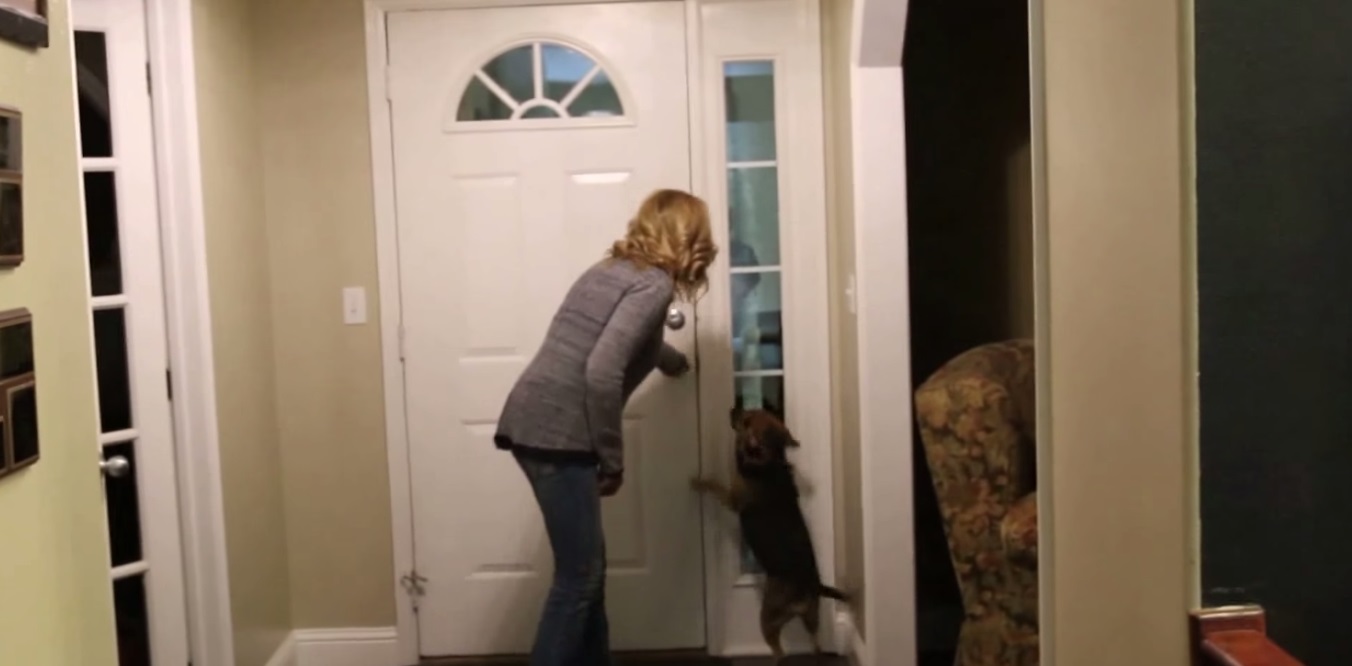 Cucciolo rivede il suo padrone dopo 2 anni - (VIDEO)