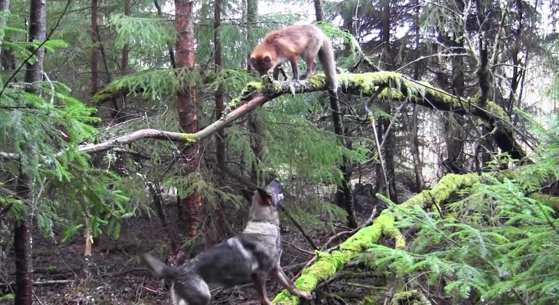 Oslo. Una volpe e un cane amici per la pelle - (VIDEO)