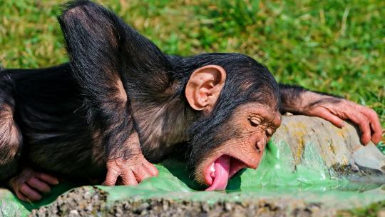 Gli scimpanzé si ubriacano: Bevono alcol di palma