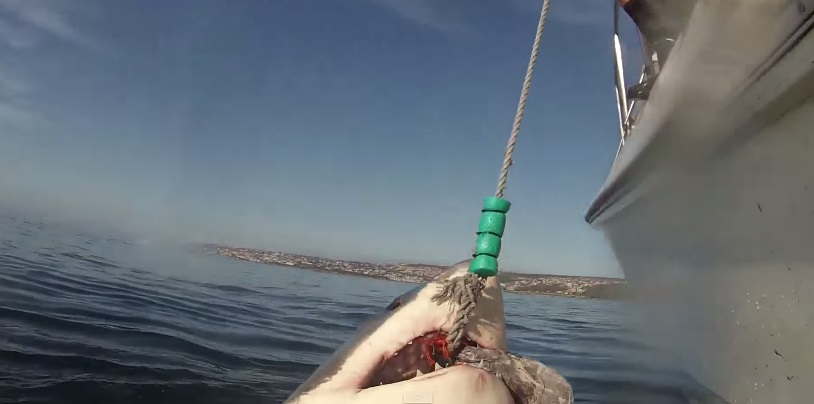 Spettacolare salto dello squalo bianco (VIDEO)