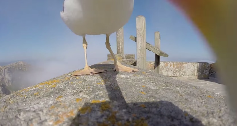 Gabbiano ruba GoPro e filma dall’alto le Isole Cies (VIDEO)