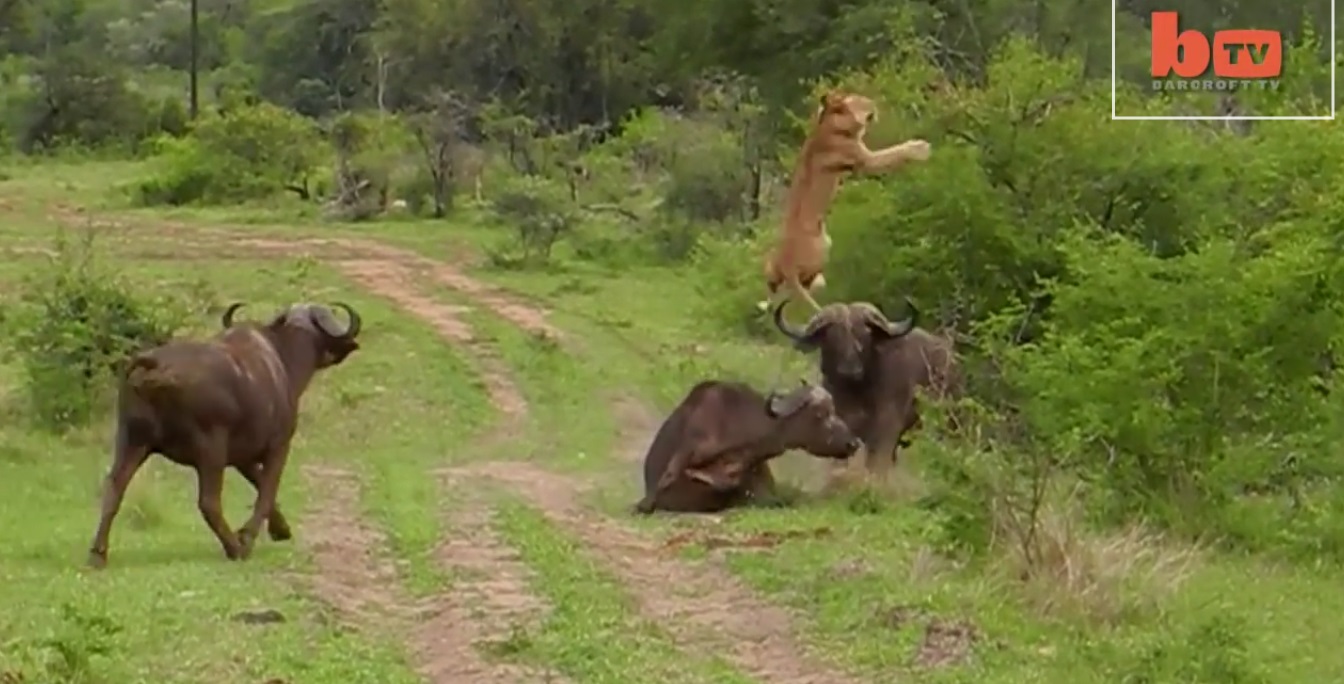 Il Bufalo scaraventa Leone in aria (VIDEO)