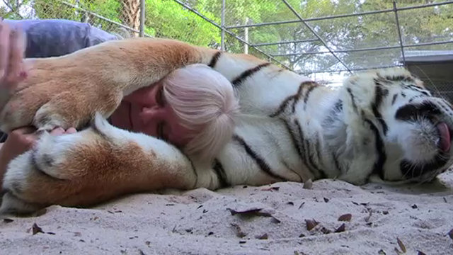 La donna accudisce 2 tigri come fossero gattini (VIDEO)
