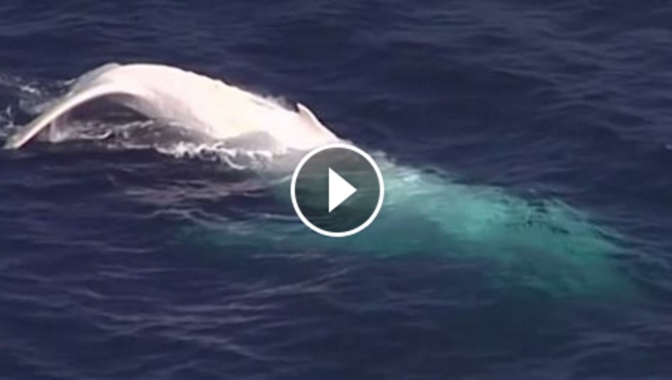 Rarissimo avvistamento in Australia: Una balena bianca