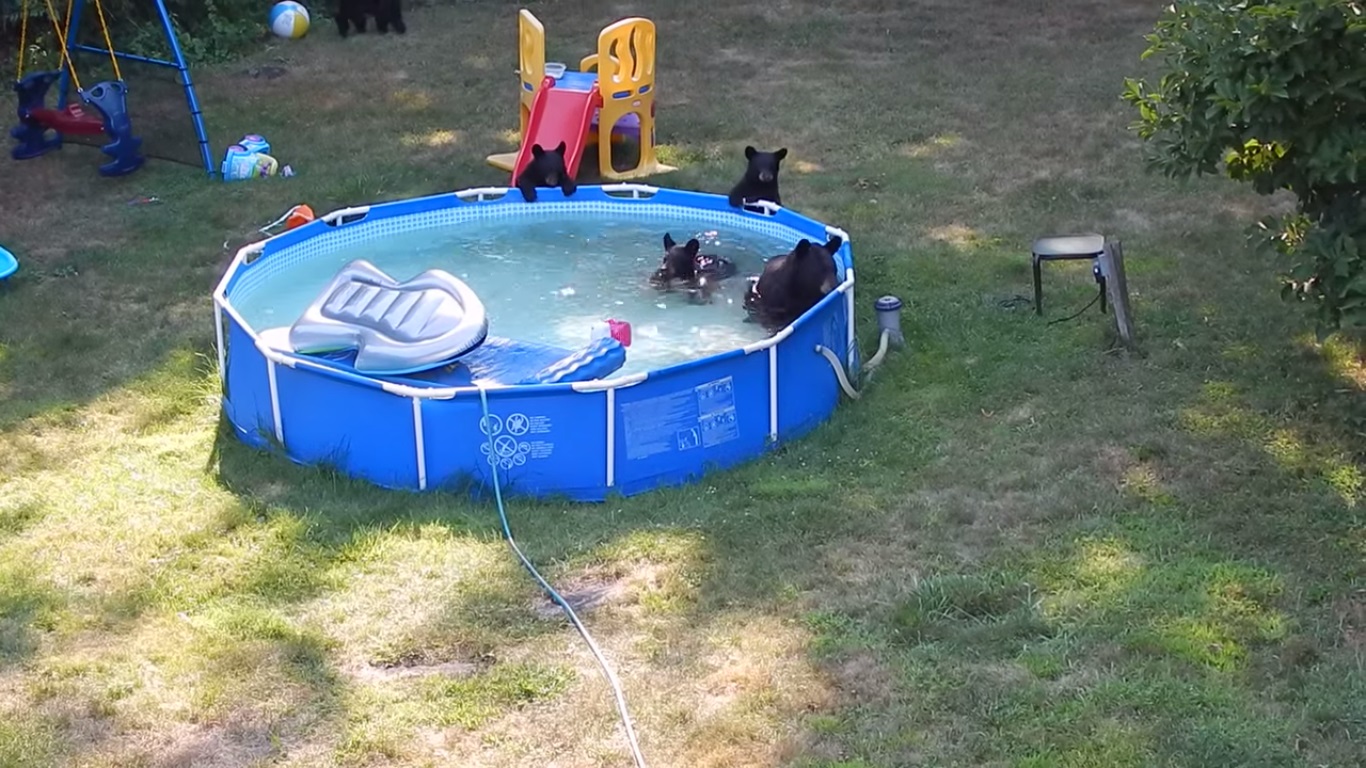New Jersey. Sei orsi nuotano in una piscina privata (Video)