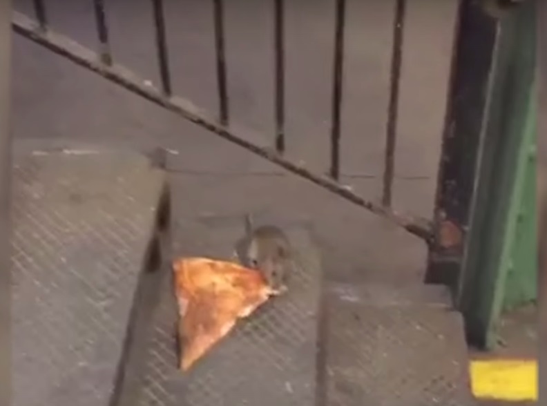 Il topolino che trascina la pizza conquista il web (VIDEO)