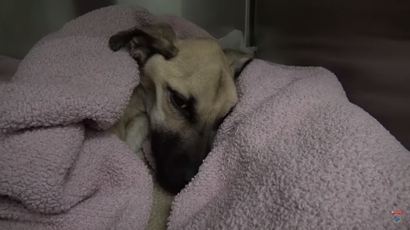 La storia di Angel: cagnolina salvata dai volontari (Video)