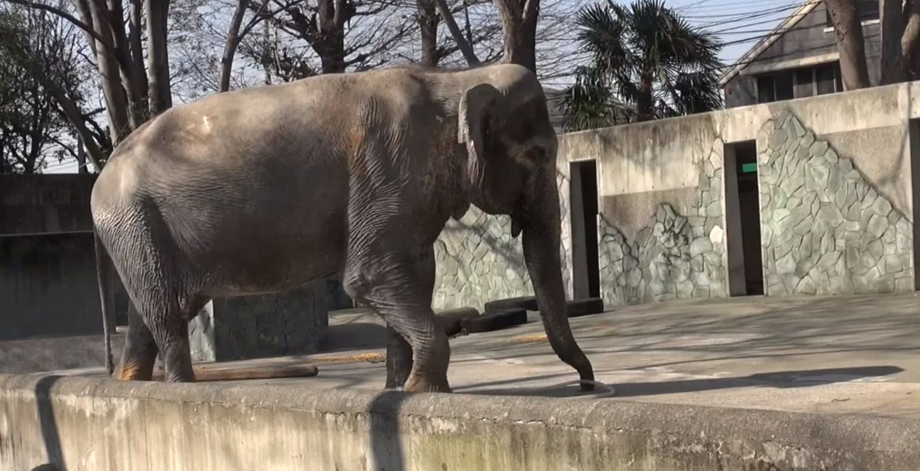 L'Elefante prigioniero in cella da 66 anni (Video)