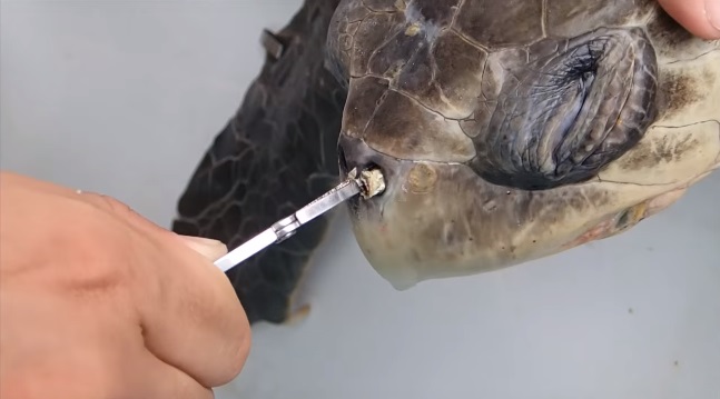 Tartaruga non respira: ha nel naso un pezzo di plastica di 12 centimetri (Video)