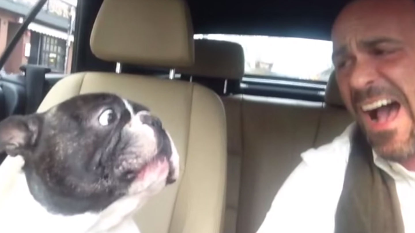 Il bulldog canta la canzone di Rihanna in macchina (VIDEO)