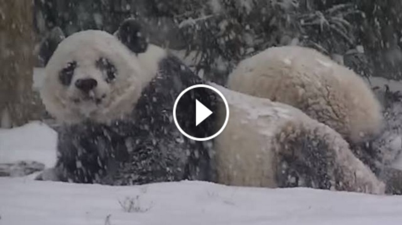 Panda vede la neve per la prima volta. Guardate!