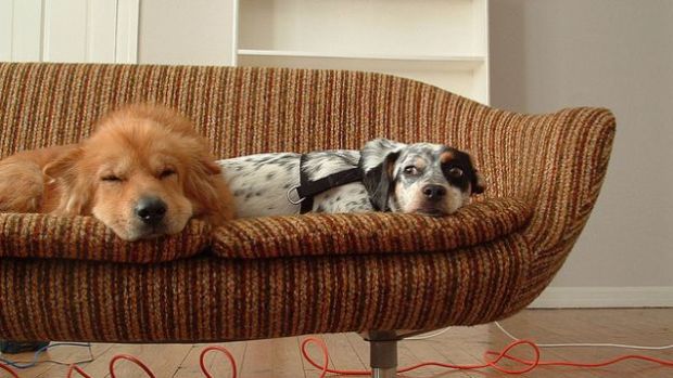 Ecco quali sono i migliori cani da appartamento