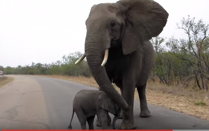 Mamma elefante difende il suo piccolo dalle telecamere