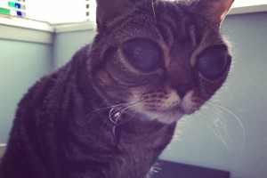 Matilda, la gatta extraterrestre che ha occhi alieni