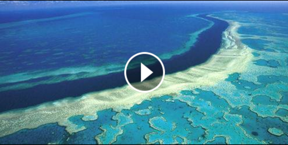 Cosa sta succedendo alla barriera corallina?