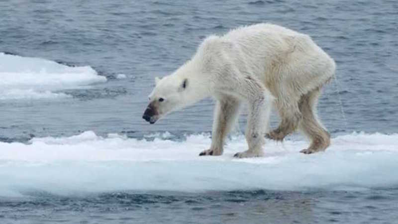 Orso polare denutrito. E' il simbolo del surriscaldamento del pianeta