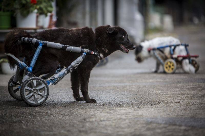Il primo ospedale per cani paraplegici