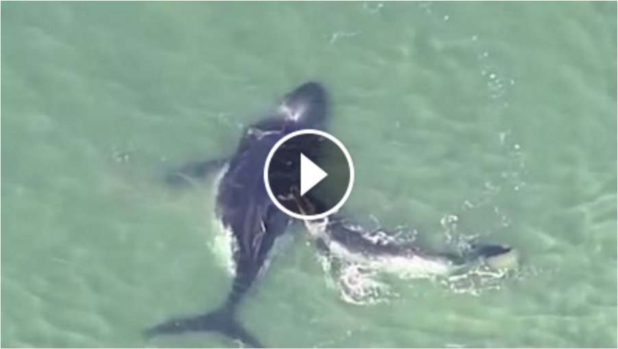 Cucciolo di balena coraggioso salva la mamma spiaggiata