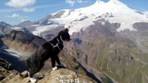 Graf è un gatto molto particolare che appartiene ad un alpinista russo, Andrey Ostanin.