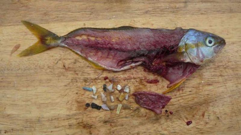 Coldiretti e la black list dei cibi pericolosi. 'Pesce spagnolo nella lista nera'