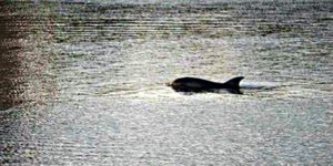 Lo strano caso del delfino che nuota da un mese nell'Arno