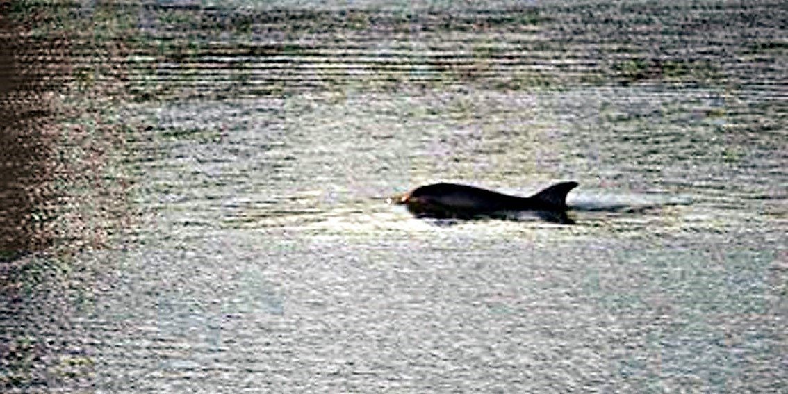 Lo strano caso del delfino che nuota da un mese nell'Arno
