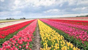 Milano come in Olanda: Nasce un grande campo con 250mila tulipani