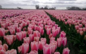 Milano come in Olanda: Nasce un grande campo con 250mila tulipani