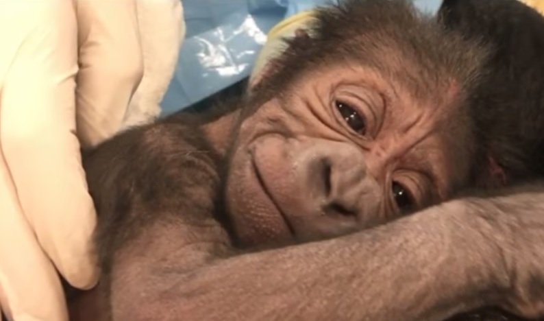Fiocco azzurro allo zoo di Philadelphia: è nato un piccolo gorilla