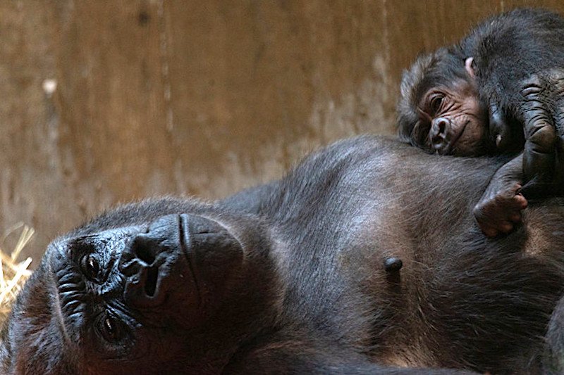 E' nato Moke, il baby gorilla dello zoo di Washington
